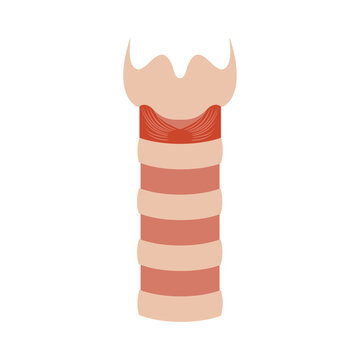 Human trachea airway tube medical diagram icon