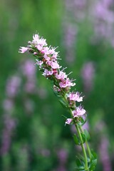 Pink Hyssopus officinalis, also called hyssop, in the herb garden. Traditional favourite plant with medicinal and culinary uses, beloved by bees and bumblebees. Blurred background.