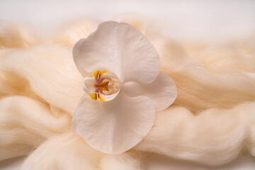 Fototapeta na wymiar White archidea on a background of white merino wool for felting