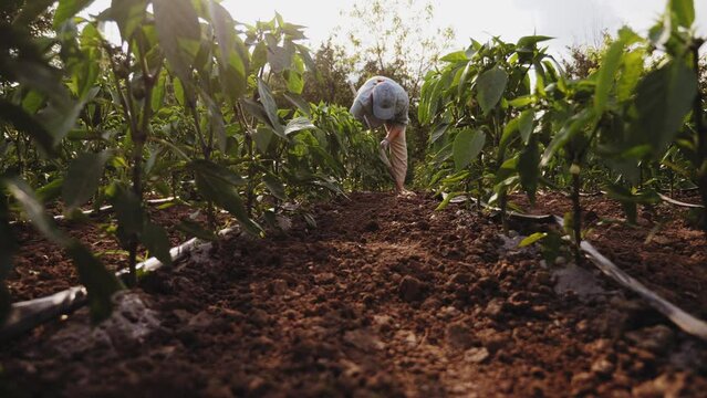 Growing organic peppers in a vegetable garden. Pepper plant rows. Farmer works on a plantation clearing weeds