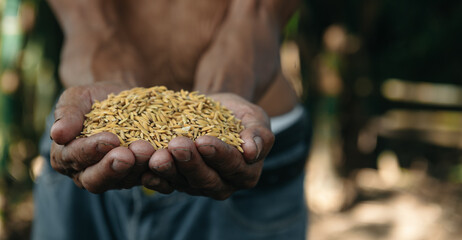 Close up  hand holding on seed ,Seeding,Seedling,Agriculture. rice seed..