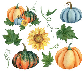 Watercolor set of pumpkins orange, blue and green colors with leaves and sunflower. Hand drawn illustration vegetable for the design of signage, agribusiness logo, banner with organic food, healthy