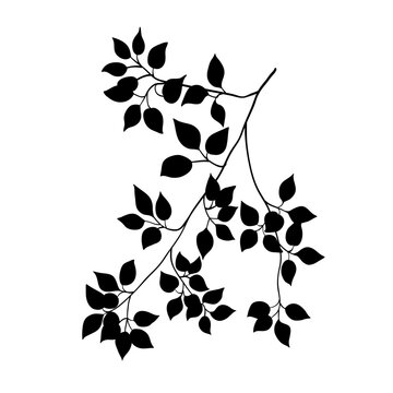 Branch of birch tree with leaves, black silhouette on white. Hand drawn sketch, minimal stencil design. Vector for floral print, eco product package, botanical, forest and garden illustration.