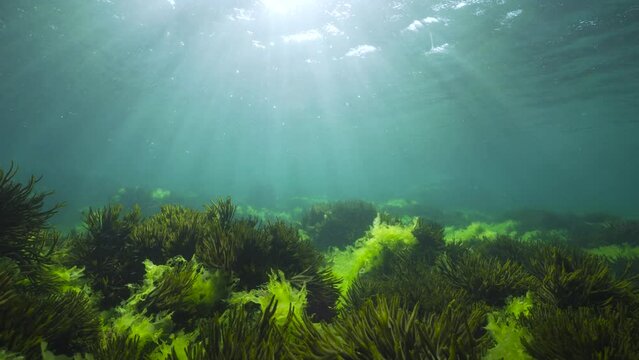 Sunlight underwater through water surface with green seaweed on the ocean floor (Ulva lactuca and Codium tomentosum algae), natural seascape in the Atlantic ocean, Spain, Galicia