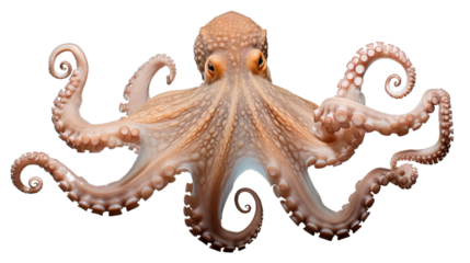 ctopus in transparent white background