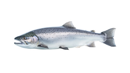 Salmon in transparent white background