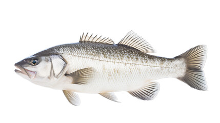 a Sea Bass in transparent white background