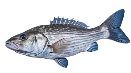 a Sea Bass in transparent white background