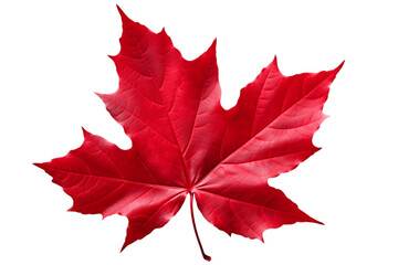 Isolated Red Sugar Maple Leaf on Transparent Background. Generative AI