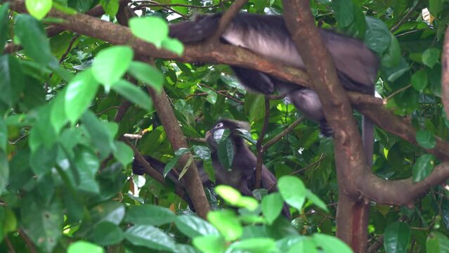 Wild dusky leaf monkey, spectacled langur, trachypithecus obscurus, spotted in its natural habitat, lounging on treetop, sheltered beneath the lush green canopy in daytime.