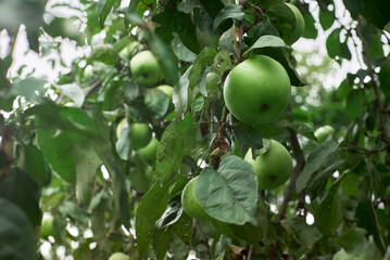 Natural green bio juicy apples and apple trees in the garden