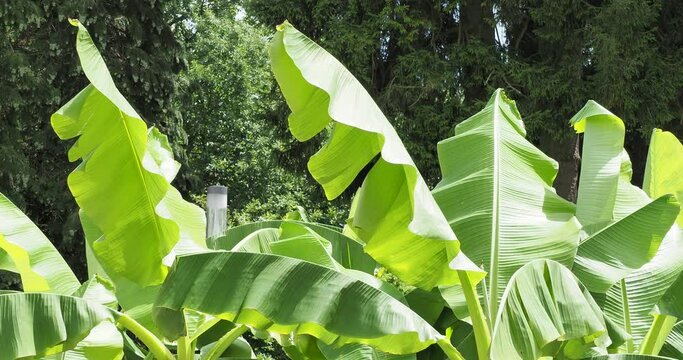 Le musa basjoo ou bananier du Japon, bananier de jardin planté pour l'aspect décoratif et spectaculaire de ses grandes feuilles sur des troncs touffus sensibles au vent