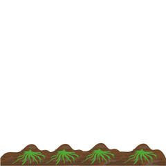 Fototapeta premium Germination of Seeds in the Field