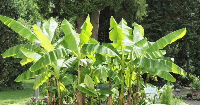 (Musa basjoo) Bananier du Japon ou  bananier  du jardin  aux longues et grandes feuilles vert franc d&eacute;coratives &agrave; limbes en forme de pagaie flottant dans le vent
