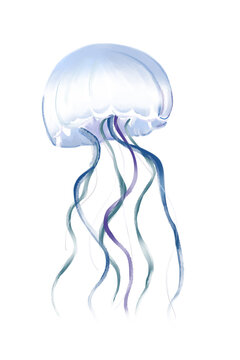 Jellyfish on a white background. Illustration.
