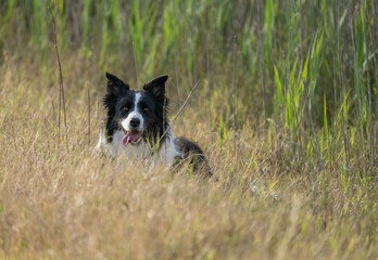 border collie in the field 