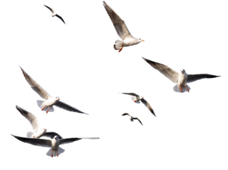 seagulls - flock of seagull bird isolated on clear background	