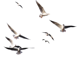 Foto op Aluminium seagulls - flock of seagull bird isolated on clear background  © Birol Dincer 