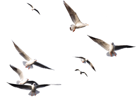 seagulls - flock of seagull bird isolated on clear background	