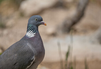 Common Wood Pigeon in the ground

