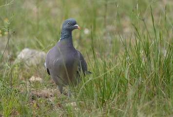 Common Wood Pigeon in the ground

