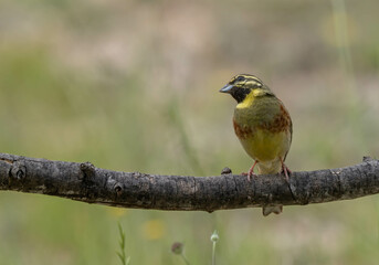 Cirl Bunting in the branch

