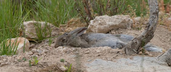 little wild rabbit sleeping in the field