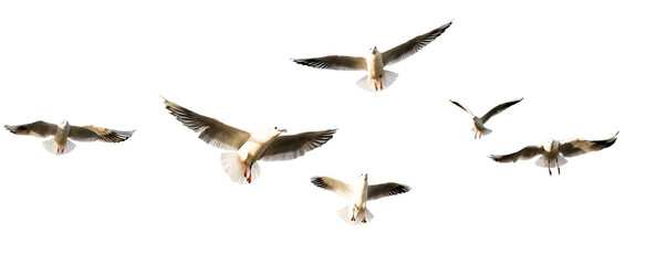 seagulls - flock of seagull bird isolated on clear background	