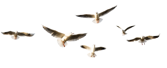 seagulls - flock of seagull bird isolated on clear background	