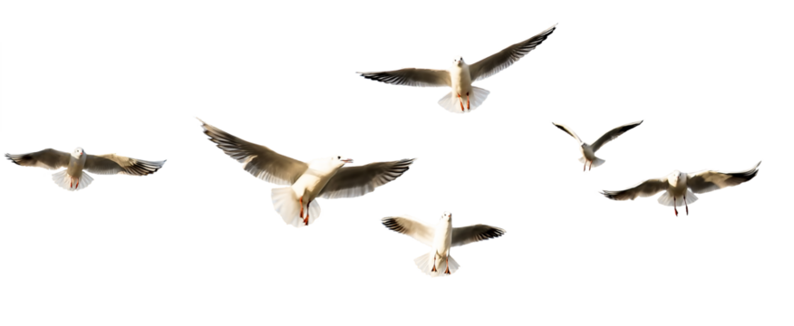 seagulls - flock of seagull bird isolated on clear background	