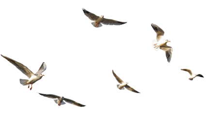 seagulls - flock of seagull bird isolated on clear background	