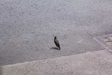 Javan myna bird on English pavement, standing on the road, looking at the left side.