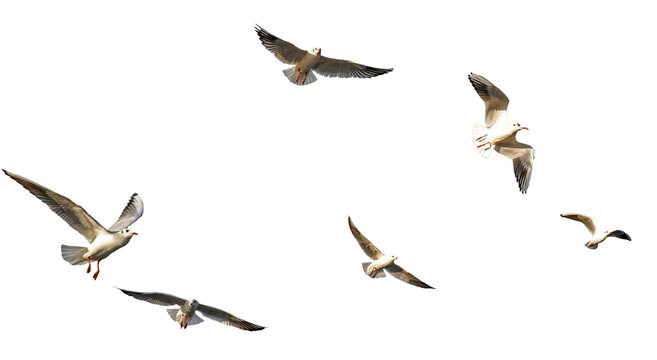 seagulls - flock of seagull bird isolated on clear background	