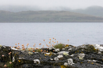 Daisies growing along the rocky shores on the west coast of Scotland.