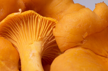 Macro close up of chanterelle mushrooms © Lisa Anastassiu