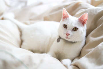 Fototapeta na wymiar 布団でくつろぐ白猫