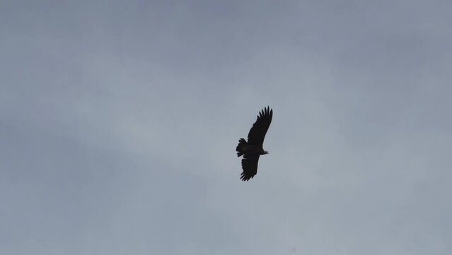 Andean condor soaring over the Colca Canyon in Peru.