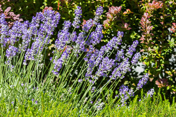 blooming lavender in the garden, purple flowers, melliferous plant