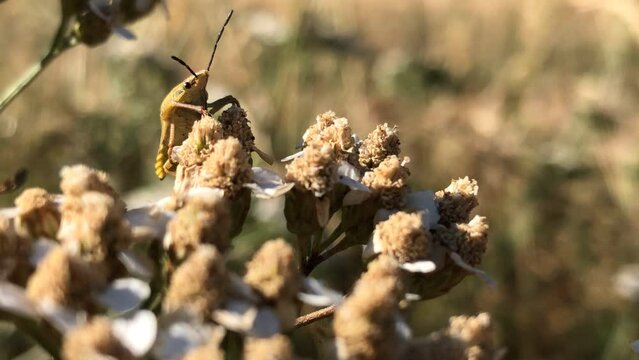 shield bug on a flower of a yarrow