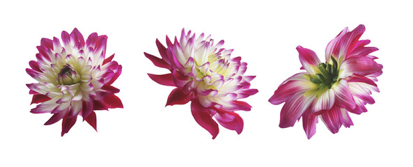 Isolated of beautiful pink white dahlias flowers blooms, PNG