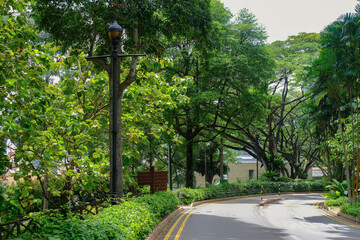 Lush green trees and plants lining a curved road in city. Bright sunny day with light and shadows....