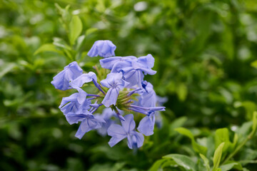 Plumbago Auriculata Perennial Shrub, Imperial Blue Flower
