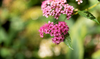 Pink flowers on a green blurred background