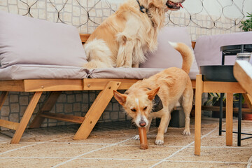 Two dogs sitting on a terrace and playing 