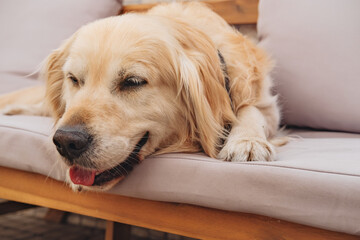 A big golden retriever laying on a couch on a terrace 