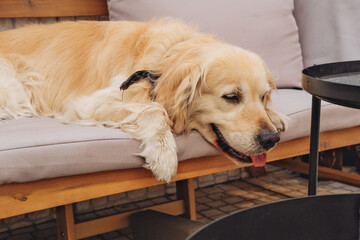 A big golden retriever laying on a couch on a terrace 