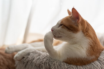 手を舐める猫　茶トラ白