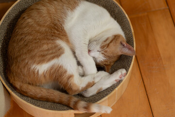丸まって眠る猫　茶トラ白