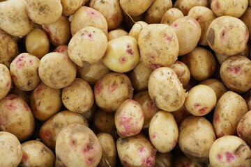 Wrinkled potatoes at the vegetable market
