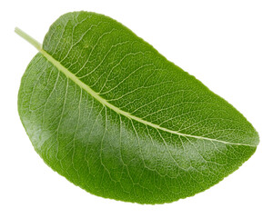 Obraz premium Pear leaves isolated on white